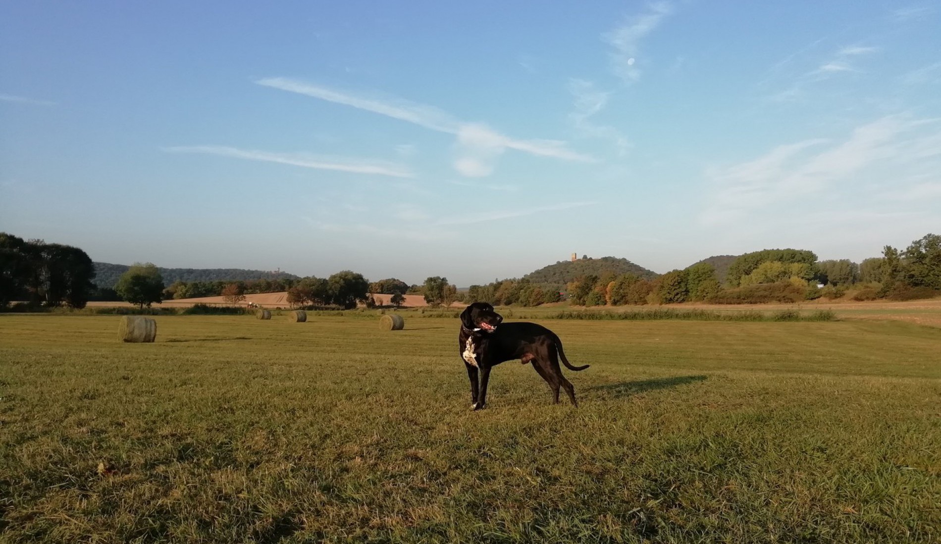 URLAUB MIT HUND